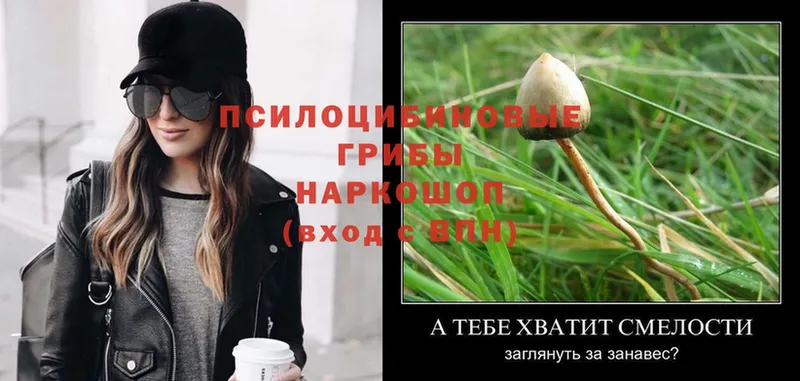 Галлюциногенные грибы MAGIC MUSHROOMS  нарко площадка формула  Североморск  магазин продажи  